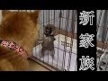 【ご報告】新しい家族を迎えることになりました