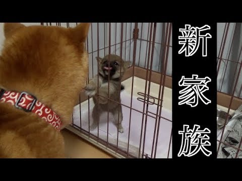 【ご報告】新しい家族を迎えることになりました