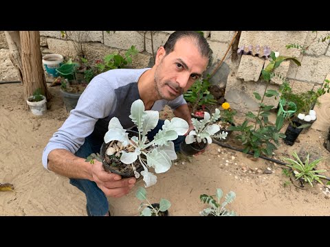نبات الفضية بأنواعه المختلفة نبات زينة جميل ويحتاج رعاية خاصة طريقة زراعته والعناية والاكثار