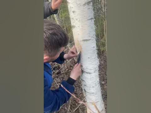 березовый сок (старый способ добычи сока) - YouTube