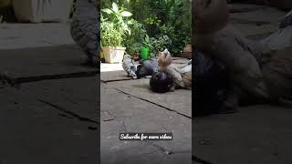 Faintail Pegion love breeding fancypigeon lovebites