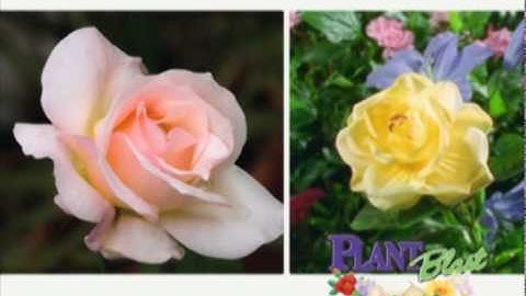 PlantBlast: Grow Bigger Plants! From the makers of RootBlast Fertilizer