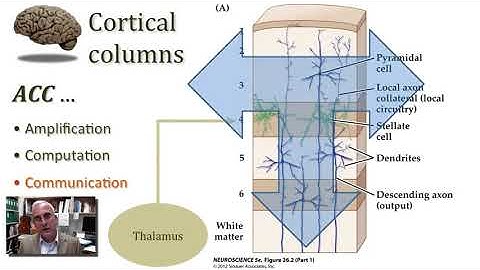 Overview of Cortex and Cortical Circuits part 2