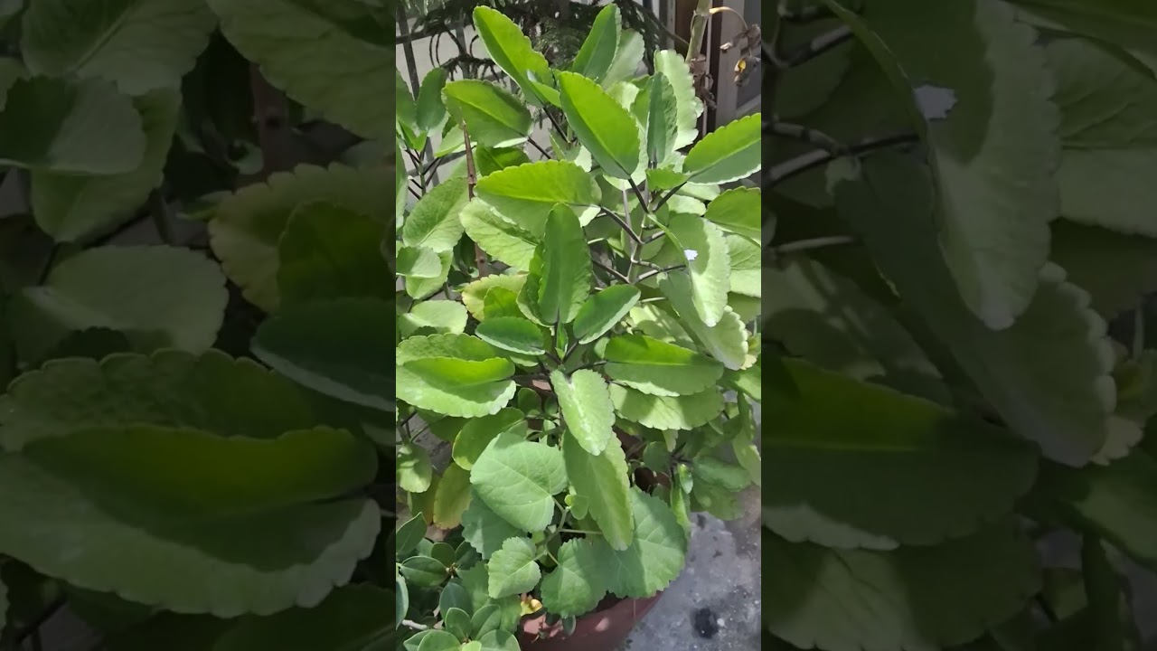 Patharchatt Plant ( Kalanchoe Pinnata) 