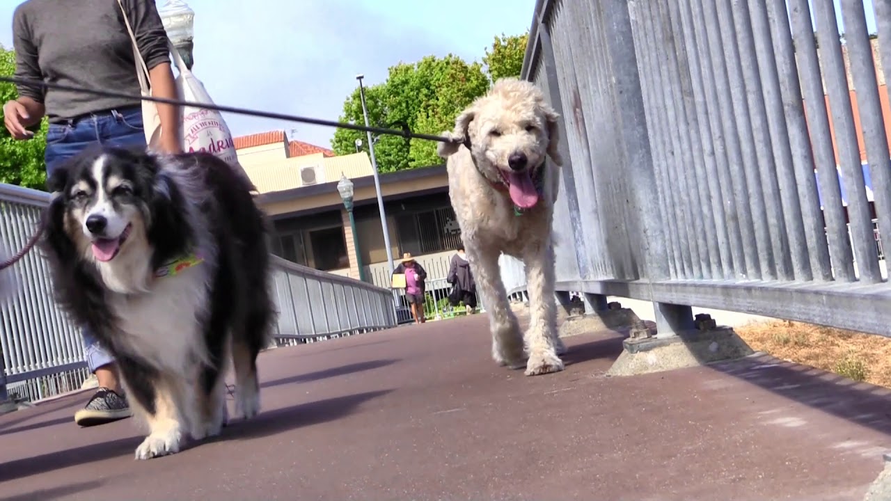 santa clarita diet WOOFPACK PAWS IN THE PARK JULY 28, 2019