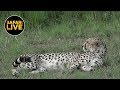 safariLIVE - Sunset Safari - July 16, 2019