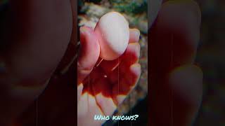 What kind of egg is this?🤔🤔🤔click like ♥️and subscribe #animalphotos #egg #eggshorts #beatifulnature