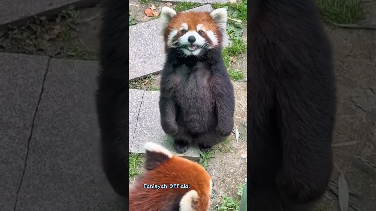 Suara panda merah Unik dan Lucu 
