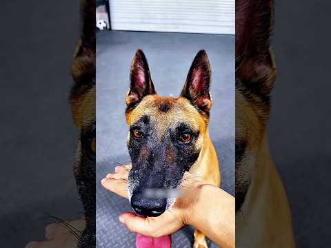 Thumbnail for কামড় দাও😁পাঠ-2 dog funny moments video bangla #shorts #funny #shortvideo