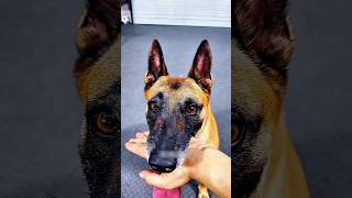 কামড় দাও😁পাঠ-2 dog funny moments video bangla #shorts #funny #shortvideo