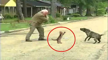 Como o gato nos protege?