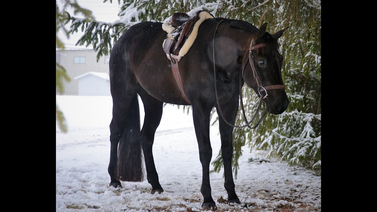 Lilly AQHA hunter horse for sale YouTube