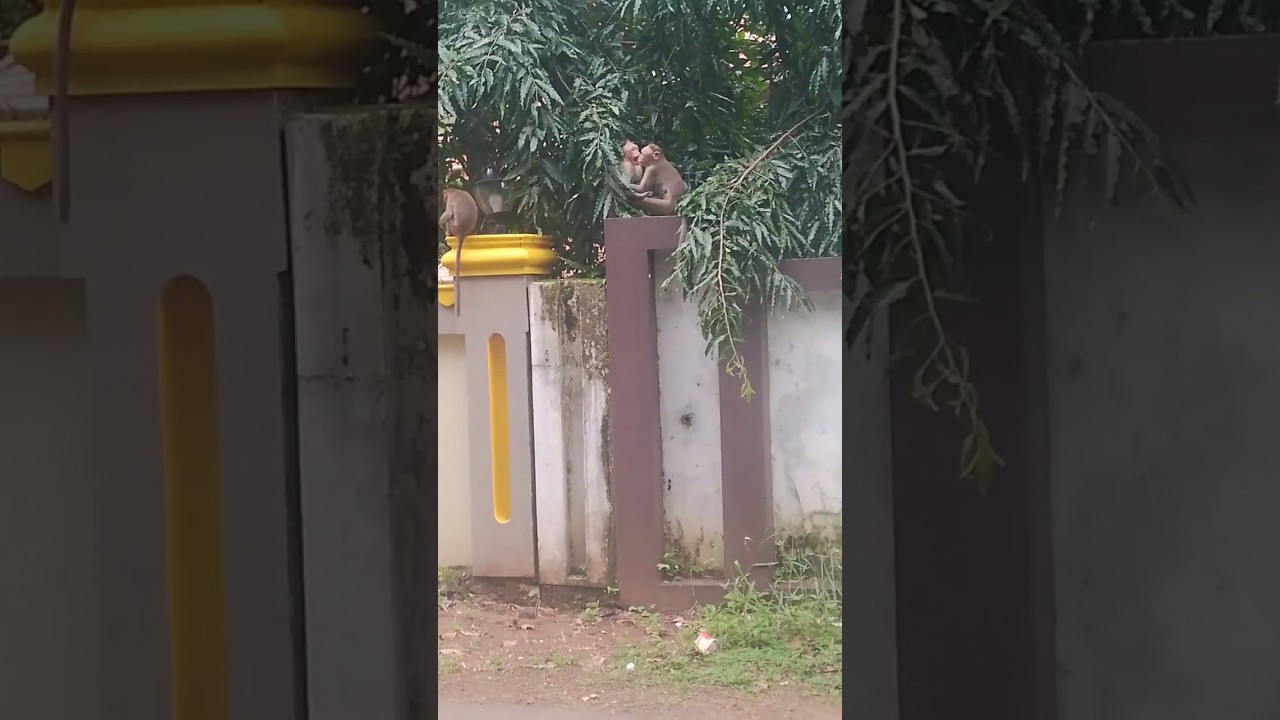 ninnodanenikkaradana