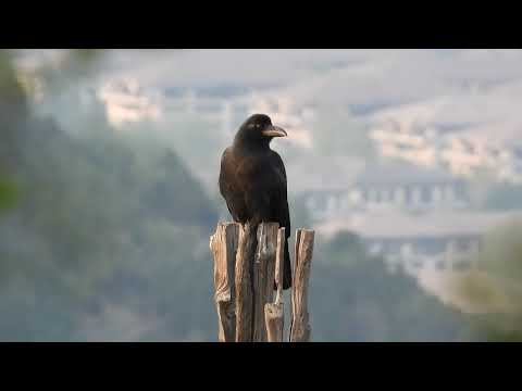 Large-billed Crow 大嘴乌鸦：聪明的大脑ber
