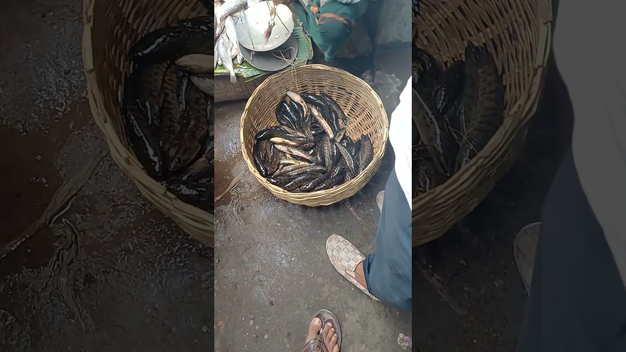 Takin’ It To The Next Level: Fishing For Taki Fish