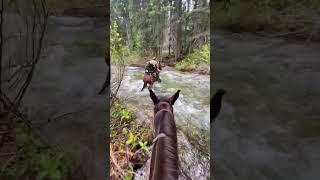 Man Crosses Swift Stream on Mule with Dog by His Side