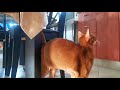 Allergy of Abyssinian cat の動画、YouTube動画。