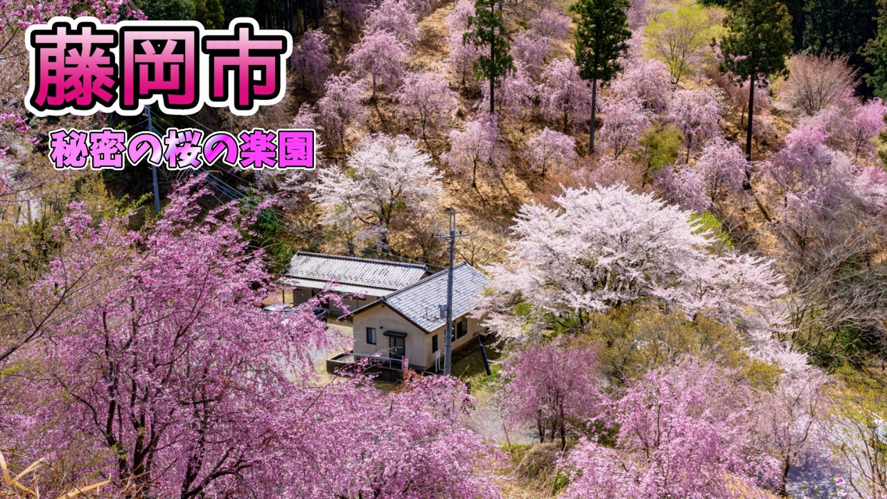 藤岡市 秘密の桜の園『二千階段』｜桜山公園 ロウバイ・冬桜・紅葉｜旧