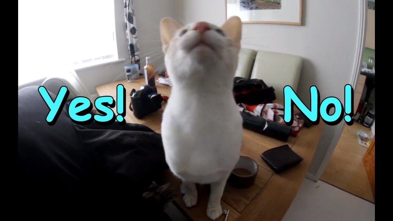 The Yes No Cat Funny And Cute XD YouTube