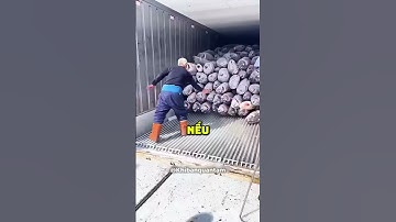 Công việc bốc cá ngừ đông lạnh cực nguy hiểm