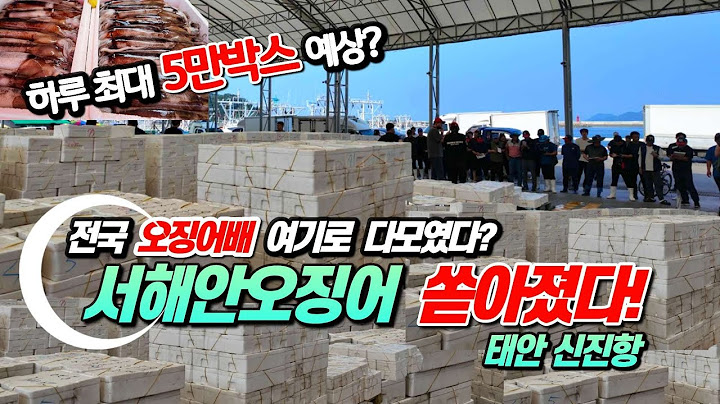 서해안 오징어 터졌다! 전국 오징어배 여기 다몰렸다! 신진항 오징어 폭격? 상인들 난리났다!