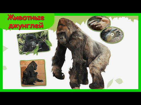 ЖИВОТНЫЕ ДЖУНГЛЕЙ 🦓 Учим с детьми названия животных/ Развивающее видео с яркими картинками