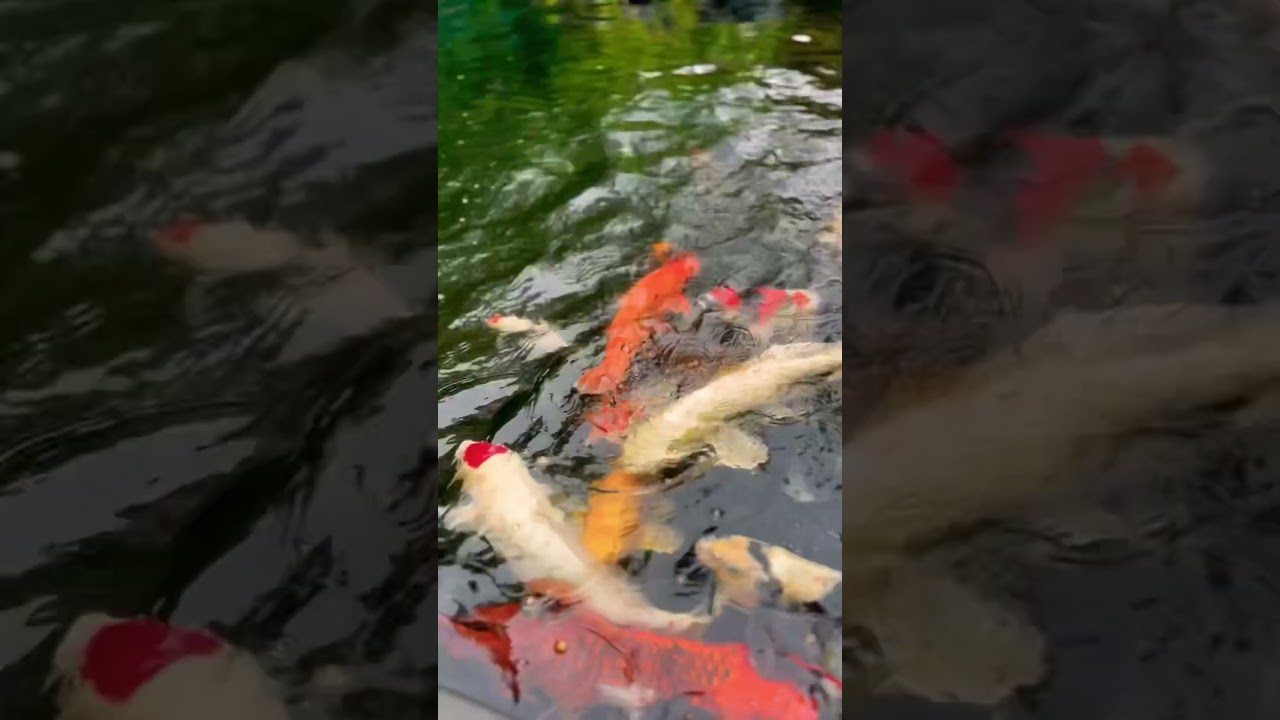 Koi Pond Morning Feeding 
