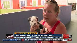 Helping out dogs in Ridgecrest