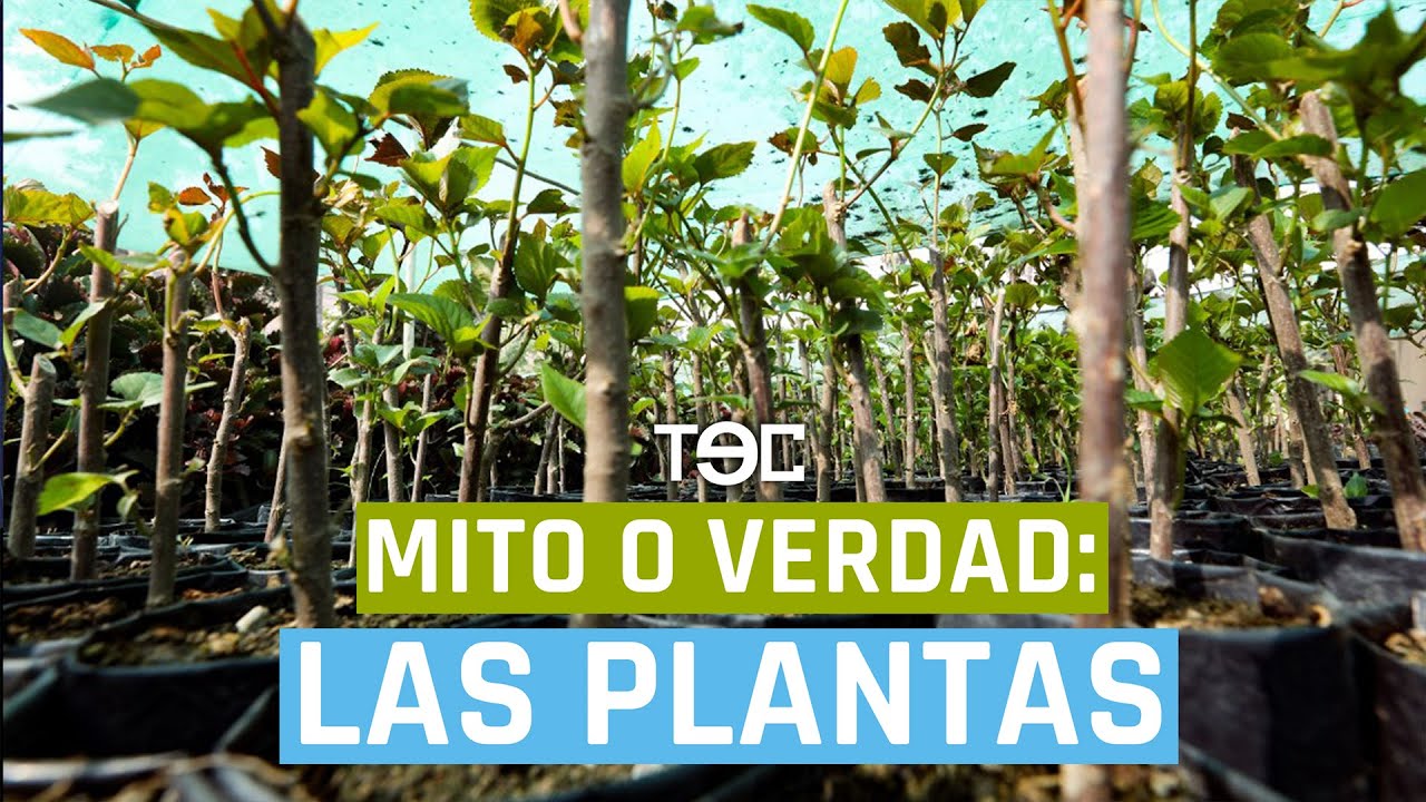 Mito o Verdad: Las plantas - YouTube