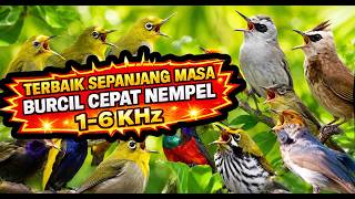🏆 TERBAIK SEPANJANG MASA! Burcil Cepat Nempel 😍 Suara Pikat Burung Kecil Paling Ampuh 1–6 KHz 🐦