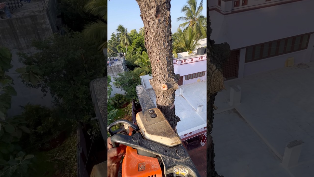 Araucaria columnaris tree cutting | Tamilnadu bast tree cutter in Suyambu | top tree cutter