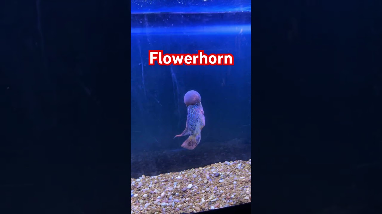 Flowerhorn #flowerhorn #cichlids #aquarium #exoticaquariumfish #fishkeepinghobby #fishroom #fishtank