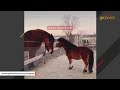 Grieving horse finally makes a new friend