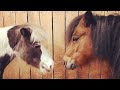 Grieving horse finally makes a new friend
