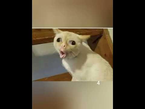 мемниє коти @ - YouTube