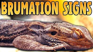 Bearded Dragon Brumation Signs! How Do I Know if My Bearded Dragon is Brumating?