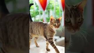 Smart Cats Doing Incredible Tricks! 🐾 Playful & Funny Cat Compilation