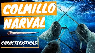El Colmillo Del Narval 3 Metros De Maravilla Animal Fauna Ártico 2024