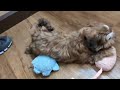 Napadaan sa Petland