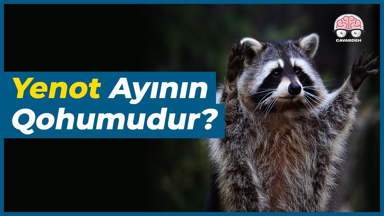 Yenotlar Haqqında QƏRİBƏ Faktlar