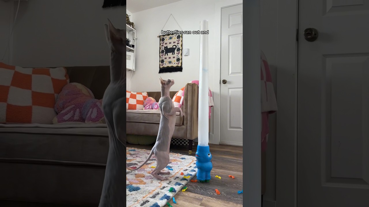 I Bought My Cats An Elephant??? #shorts #pets #cats #sphynx #games