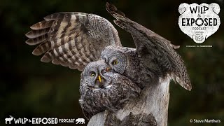 The Owl Whisperer! Great Grey Owl Photography Master Steve Mattheis on the Wild and Exposed Podcast.