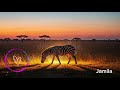 Jamila – In the Shadows (Afro House) 2026❤️