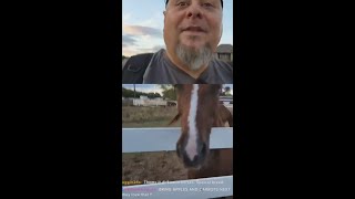 Streamer Feeds Horse While Live Streaming
Streamer Feeds Horse While Live Streaming Streamer Feeds Horse While Live Streaming
