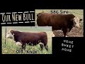 Selecting a new Herd Bull at JMS Polled Herefords