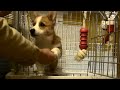 Goro eats food ゴハンを食べるゴローさん