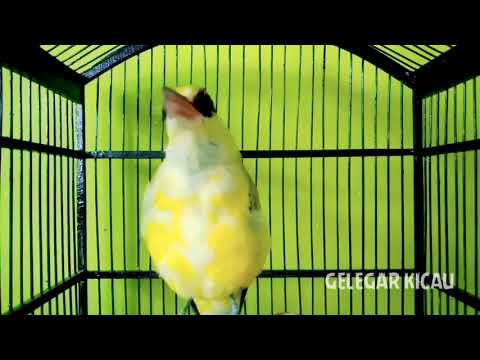 AMPUH.. ⁉️PANCINGAN KEPODANG TROTOL  AGAR GACOR