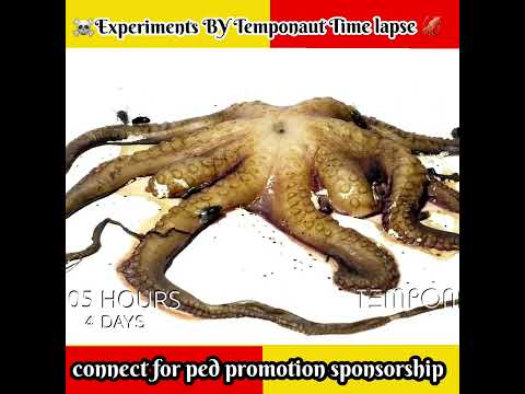 -- Animal Experiments देखो ये decompose होती है Ocean के ander Aminal body- facts video #shorts - -- Animal Experiments देखो ये decompose होती है Ocean के ander Aminal body- facts video #shorts