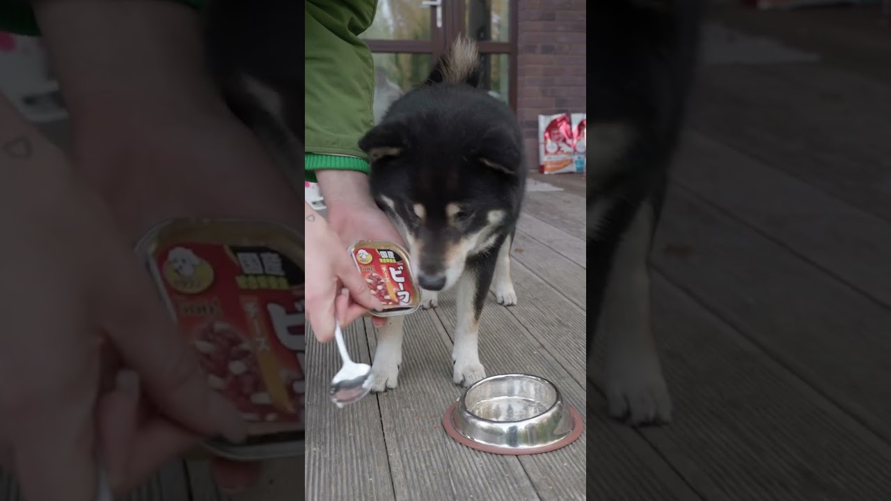 Влажный корм для собак Japan Premium Pet Молочный ягненок с сыром и мраморной говядиной 01295