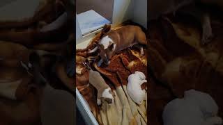 Bull Terrier Puppies Wrightwaybullies71 . Two Females Available.